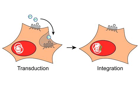 Team:Freiburg/Project/The viral vector - 2014.igem.org