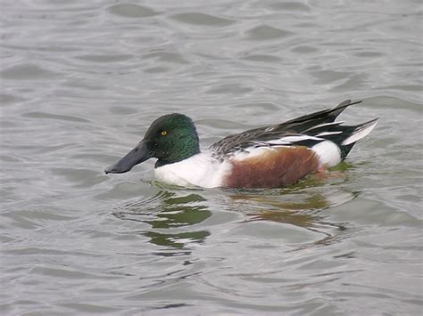 Northern Shoveler - male | One of our common dabblers, usual… | Flickr