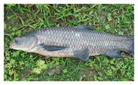 Scientists: Discovery of young, wild black carp troubling | FOX 2