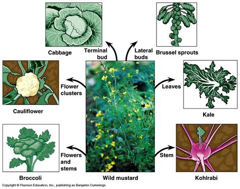 Nikki Hui's BioBlog: Is Artificial Selection Good or Bad?