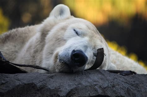 Sleeping Polar Bear Free Stock Photo - Public Domain Pictures