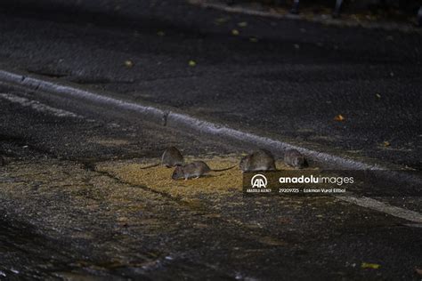 NYC Rat Sightings Higher Than Ever Before | Anadolu Images