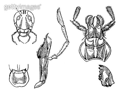 Orthoptera anatomy 이미지 (1025456470) - 게티이미지뱅크