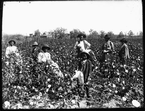 Picking cotton | Slavery, African american history, Black history