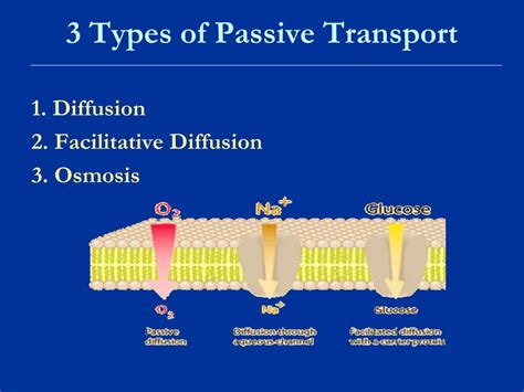 Three Types Of Passive Transport - Transport Informations Lane