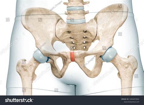 Pubic Symphysis Photos, Images & Pictures | Shutterstock