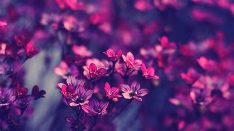 Purple flowers | Purple flowers wallpaper, Tumblr wallpaper, Pretty ...