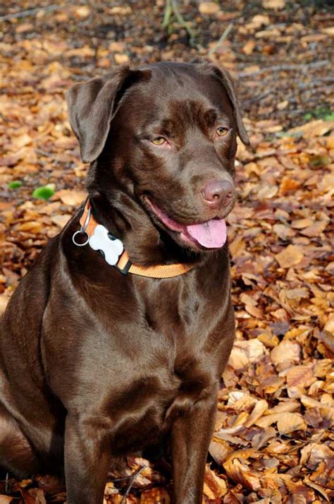 Companion Animal Psychology: Are All Labrador Retrievers the Same?