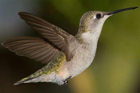 Hummingbird Wings and How Hummingbirds Fly