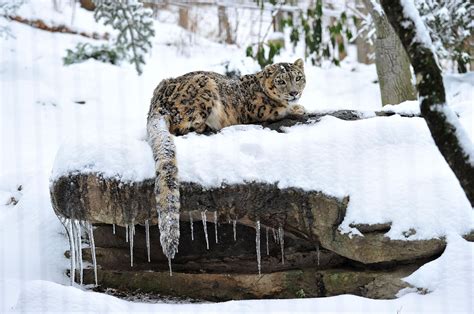 Snow leopards: The beautiful yet elusive big cats | Daily Sabah