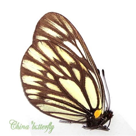 COLLECTION unmounted butterfly pieridae Aporia oberthueri CHINA A1- | eBay