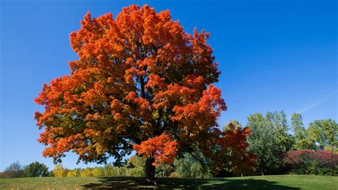 Fall colors in Missouri, Illinois: Trees with colorful leaves | ksdk.com