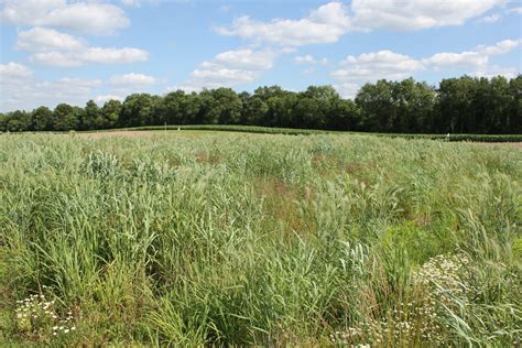 Native grasses prairie - Miller Seed Company