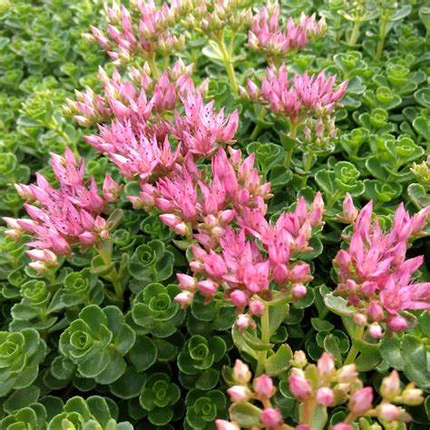 Sedum spurium 'John Creech' - Stonecrop (3.5" Pot) | Little Prince To Go