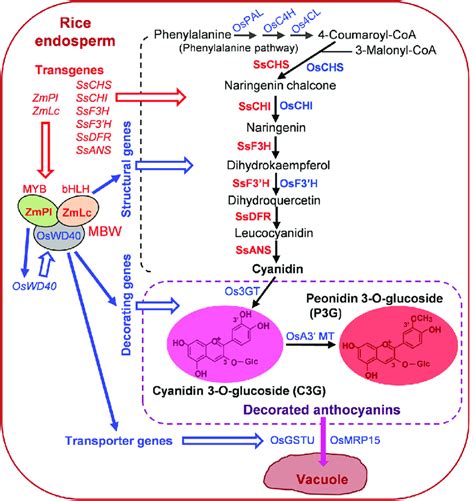 Biosynthesis Pathway