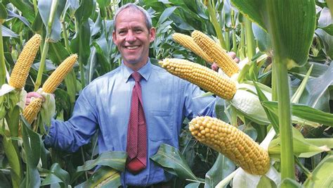 Step-by-step guide to planting maize - Farmers Weekly