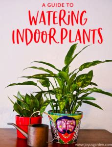 Watering Indoor Plants, A Complete Guide | Joy Us Garden