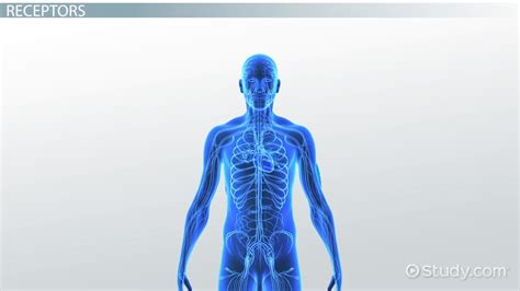 Chemoreceptors: Definition, Location & Function - Video & Lesson Transcript | Study.com