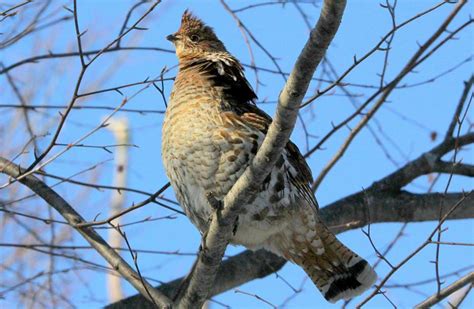 Pennsylvania State Bird, the Ruffed Grouse (Bonasa umbellus)