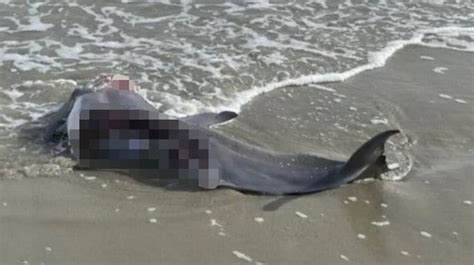 Horrific shark attack sees dolphin ripped to pieces as body washes up on beach - Mirror Online