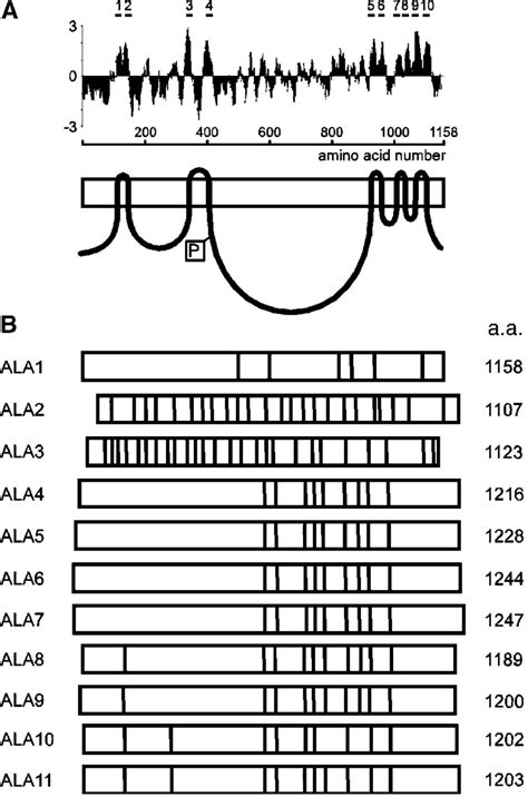 Sequence Analysis of Members of the ALA Gene Family. | Download ...