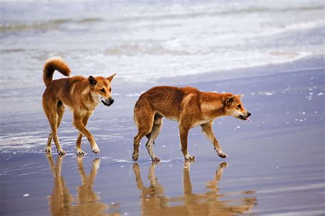 Fraser Island: dingoes and tourists never mix