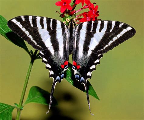 Zebra Swallowtail Butterfly Caterpillar