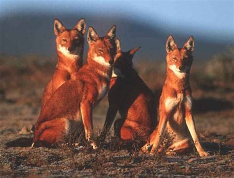 Ethiopian Wolf Conservation Programme (EWCP) Protects Wolves - An ...