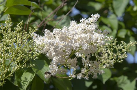 How to Grow and Care for a Japanese Lilac Tree