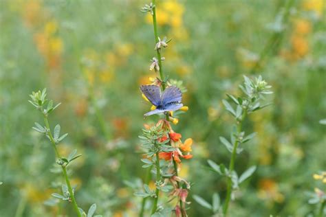 Palos Verdes blue butterfly,Glaucopsyche lygdamus palosverdesensis – Biodiversity Atlas of LA