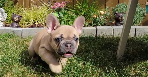 Cuccioli di Bulldog francese fanno una passeggiata in giardino (VIDEO)