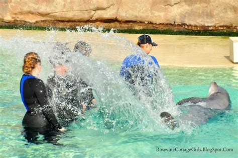 Dolphin Encounter At Sea World