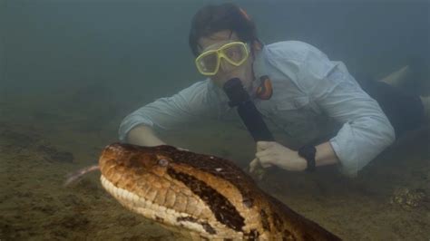 New anaconda species discovered in the Amazon – NBC Boston