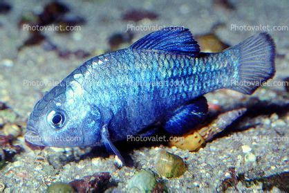 Desert pupfish - Alchetron, The Free Social Encyclopedia