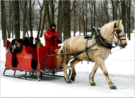 One-horse open sleigh | Mont-Royal Park, Montreal Boxing Day… | Flickr