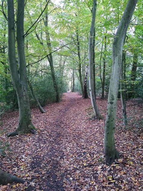 10 Best Epping Forest Walks To Do - Backpackingman