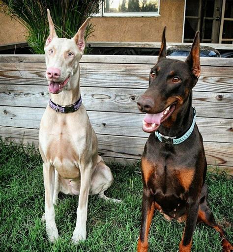 More About The Alert Doberman Pups Exercise Needs #dobermanpinschersofinstagram #dobermanpup # ...