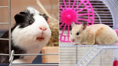 Do Guinea Pigs and Hamsters Get Along? - Guinea Pig Tube