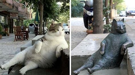 Tombili: Istanbul cat and worldwide meme honoured with statue | The ...