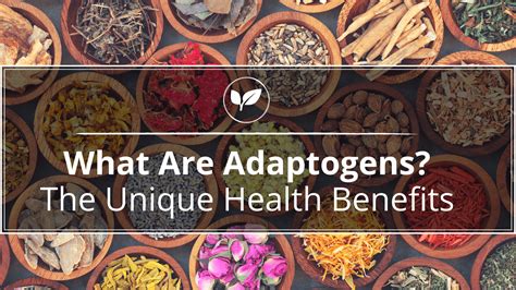 What Are Adaptogens? - The Unique Health Benefits - Kat Rentas