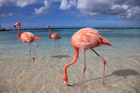 Aruba flamingos - private islanders in the pink - The Best Escapes