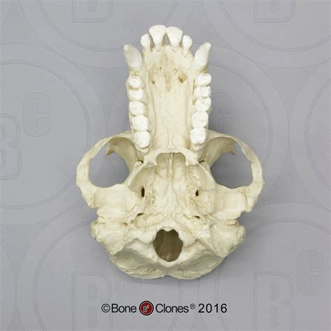 Chimpanzee Skull (male) Cast Replica - Pan troglodytes #BC-003 | Darwin ...