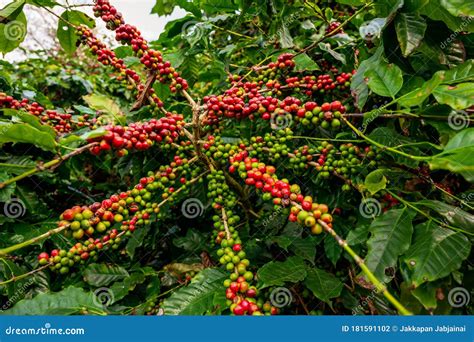 Coffee Tree with Fresh Arabica Coffee Bean in Coffee Plantation Stock ...