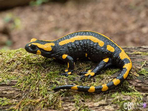 Fire Salamander - Wildernessshots Photography