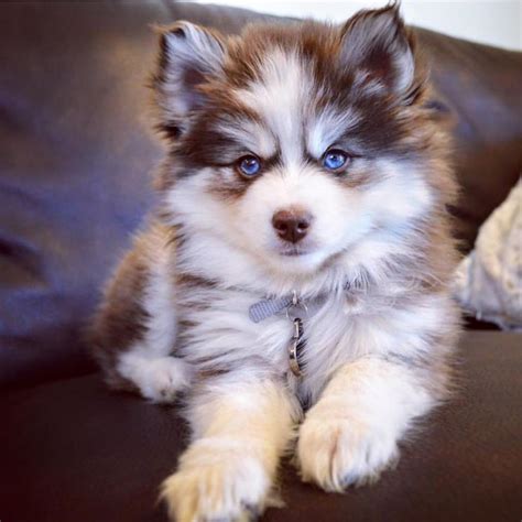 Mini pomsky chocolate girl! So cute! Apply for a puppy like this girl on our website. #pomsky # ...