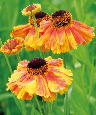 Types of helenium: 16 vibrant varieties for pots and borders | Gardeningetc