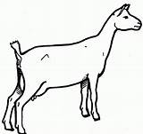 Free Goat Pictures For Children Download  sketch template