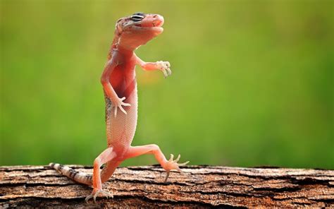 Zoo Animals: Funny Lizards Nice Images 2012