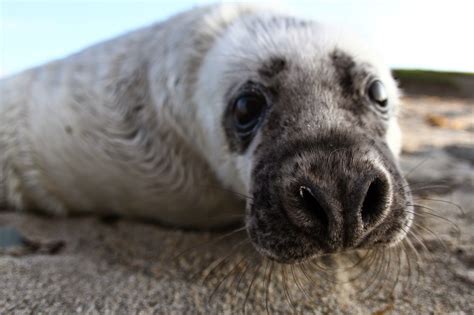 Ben Porter Wildlife Photography: Grey Seal Pup