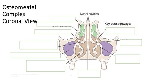 Osteomeatal Complex Coronal View Diagram | Quizlet